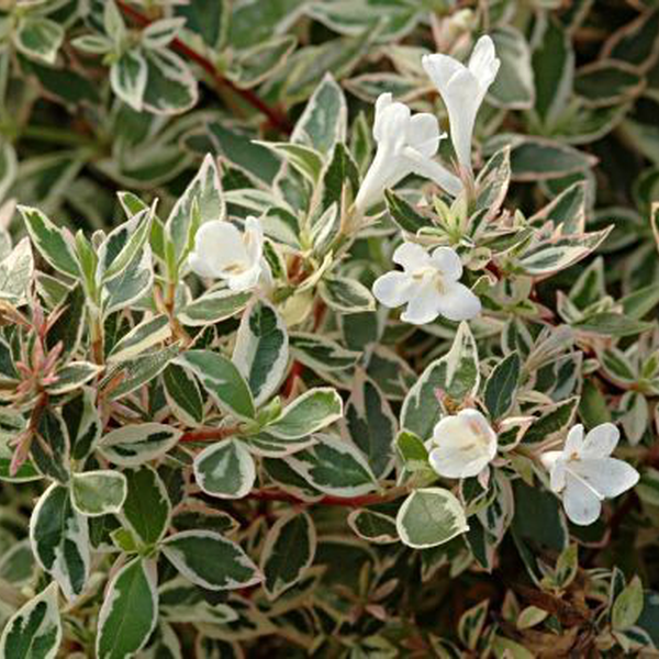 Abelia X grandiflora 'Confetti' Yougardener