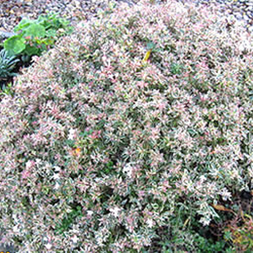 Abelia X grandiflora 'Confetti' Yougardener